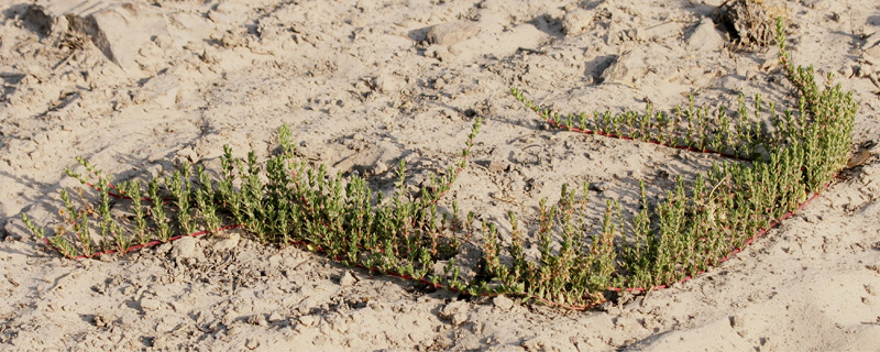 Bergia pentheriana