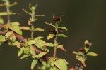 Bergia pentheriana