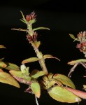 Bergia pentheriana