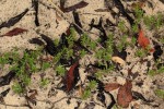 Bergia pentheriana