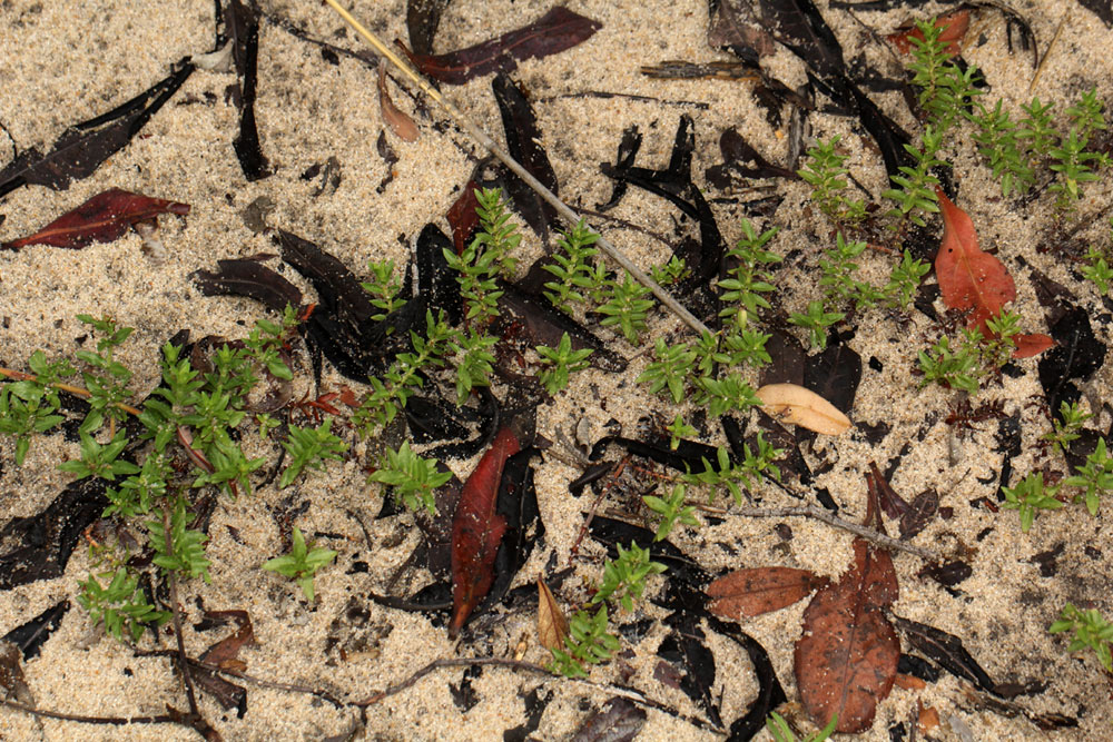 Bergia pentheriana