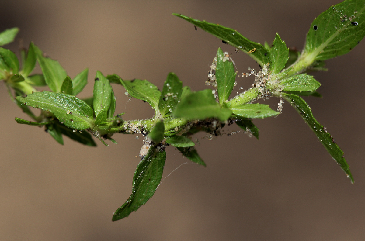 Bergia pentheriana