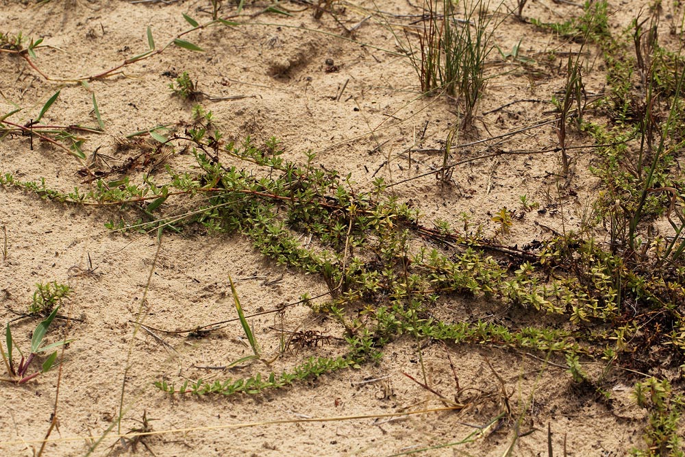 Bergia pentheriana Bergia pentheriana