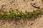 Bergia pentheriana