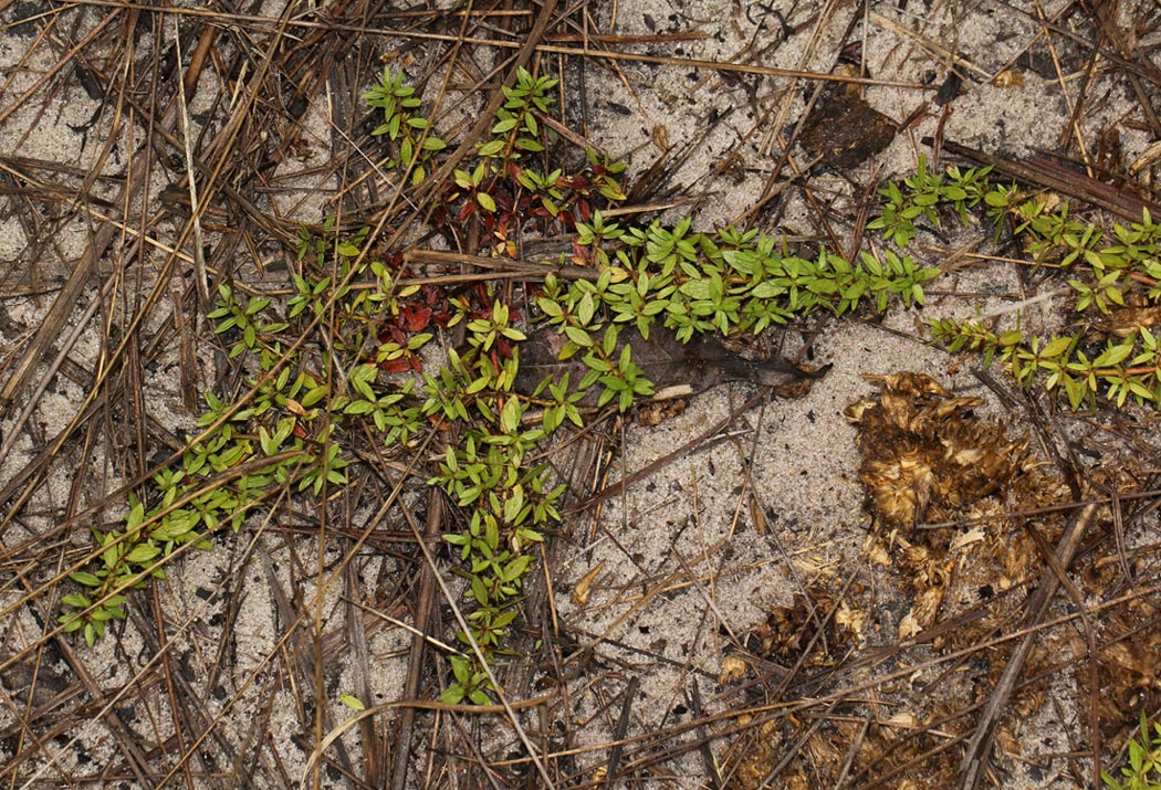 Bergia pentheriana Bergia pentheriana