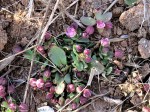 Bergia polyantha