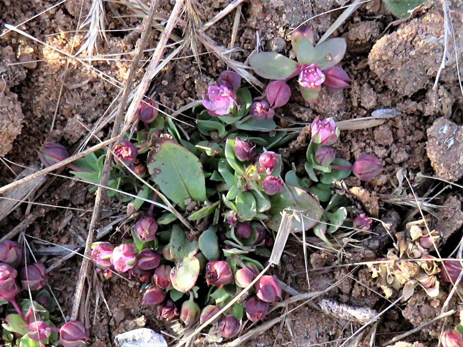 Bergia polyantha Bergia polyantha