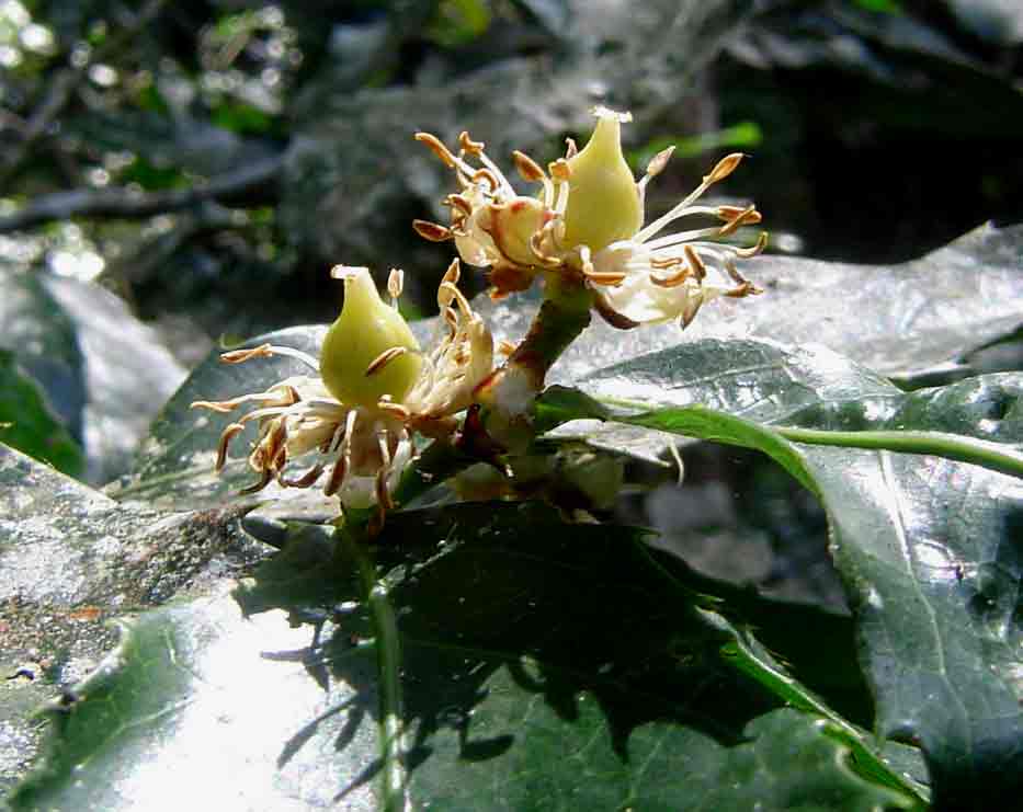Rawsonia lucida Rawsonia lucida