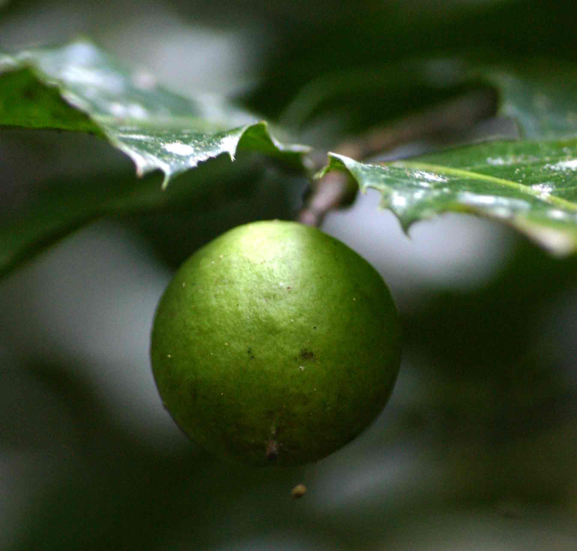 Rawsonia lucida Rawsonia lucida