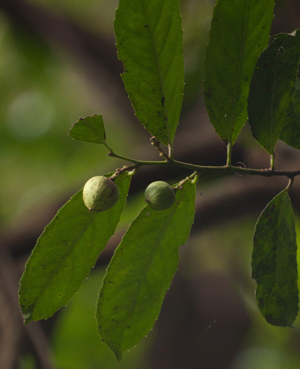 Rawsonia lucida Rawsonia lucida