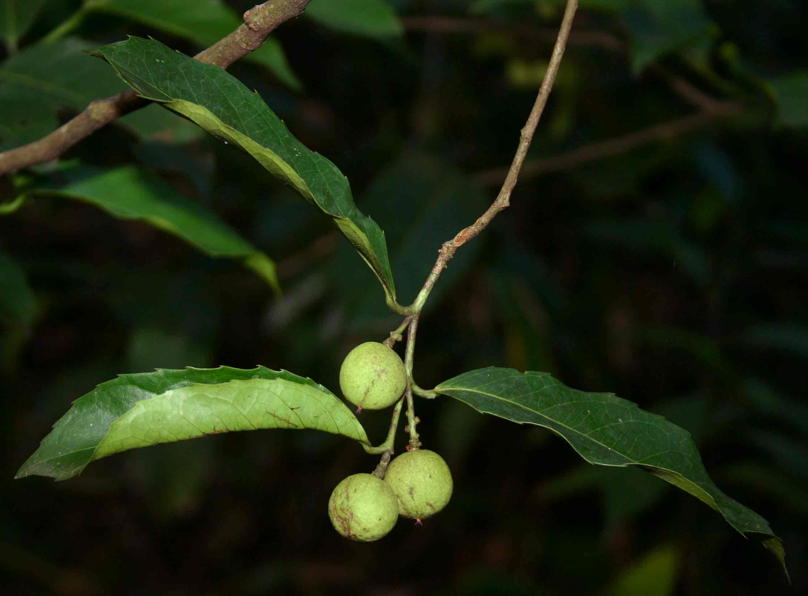 Rawsonia lucida Rawsonia lucida