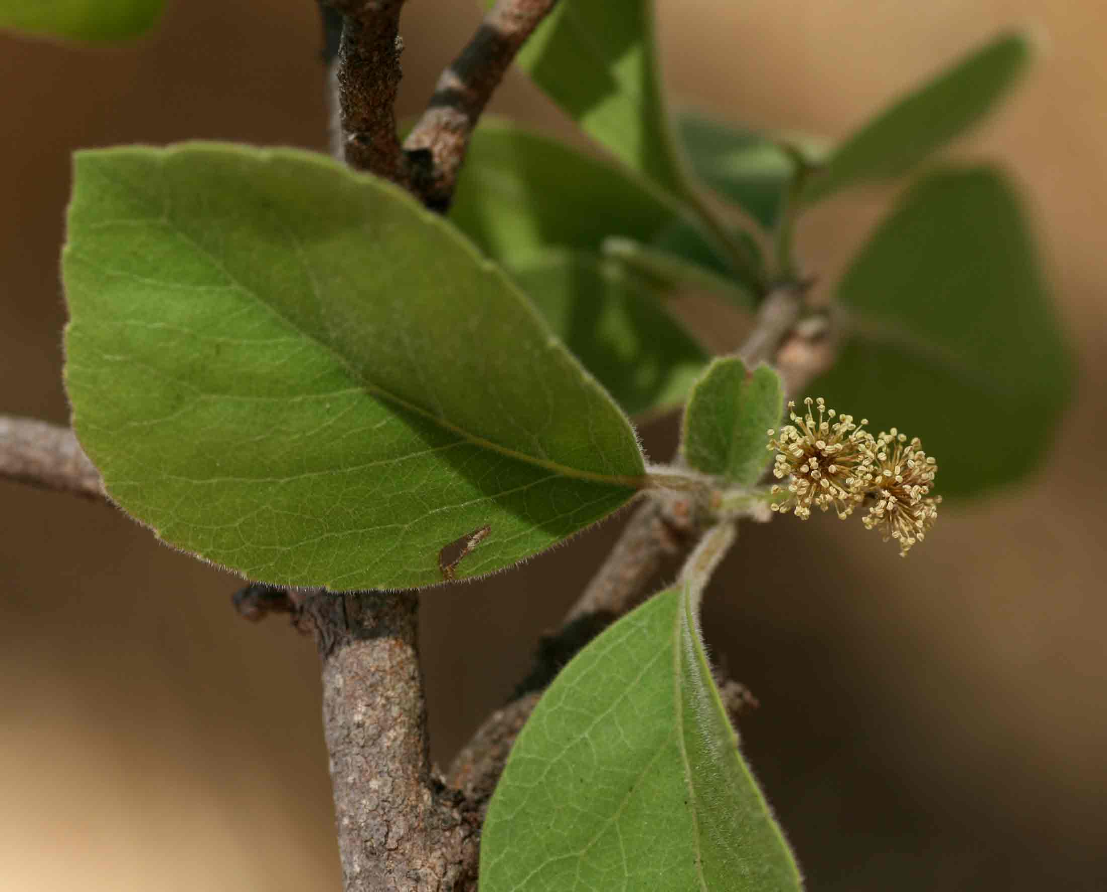 Flacourtia indica