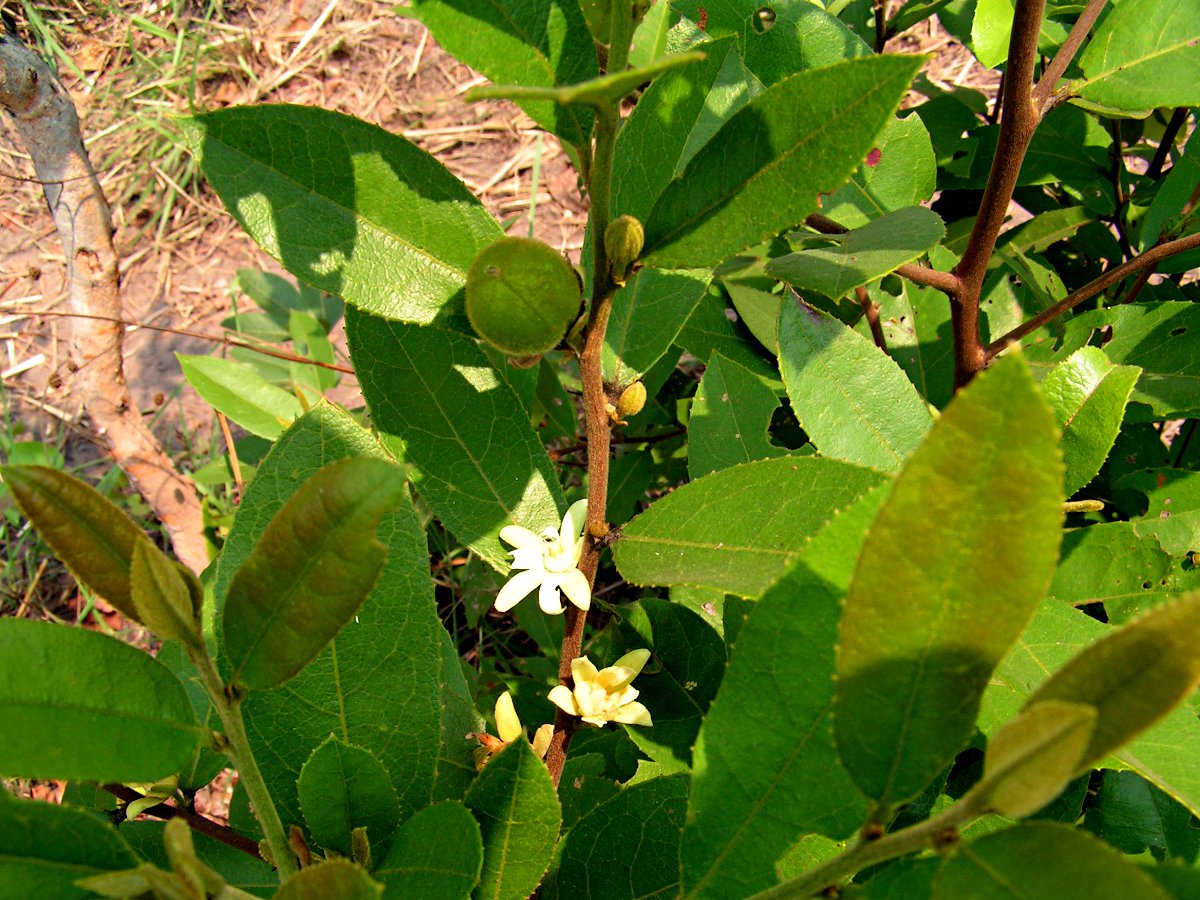 Paropsia brazzeana Paropsia brazzeana