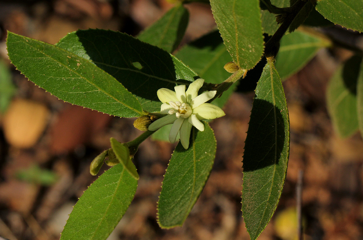 Paropsia brazzeana Paropsia brazzeana