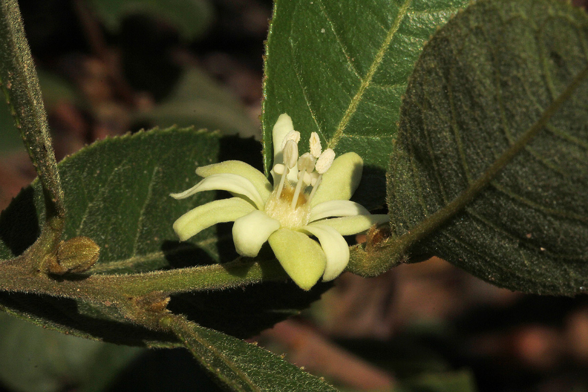 Paropsia brazzeana