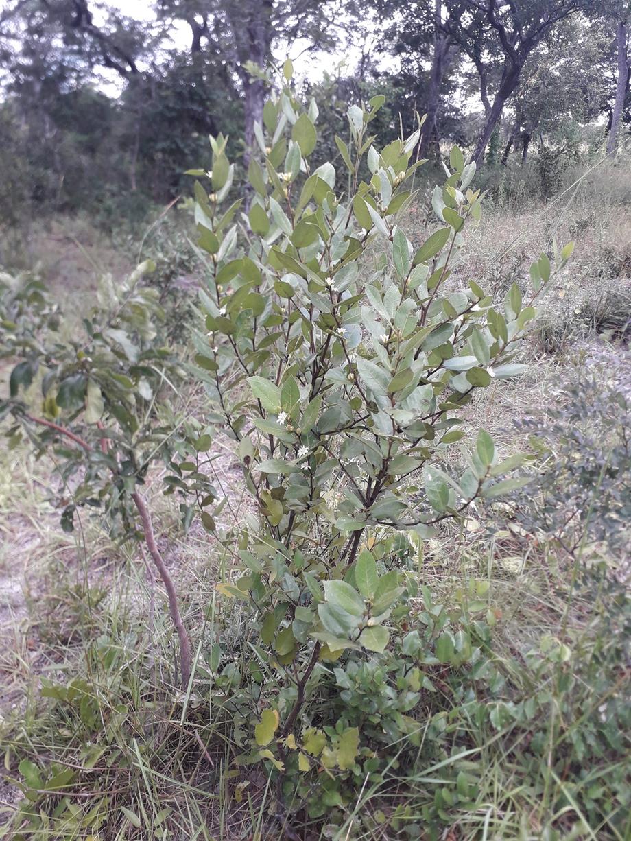 Paropsia brazzeana Paropsia brazzeana