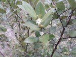 Paropsia brazzeana