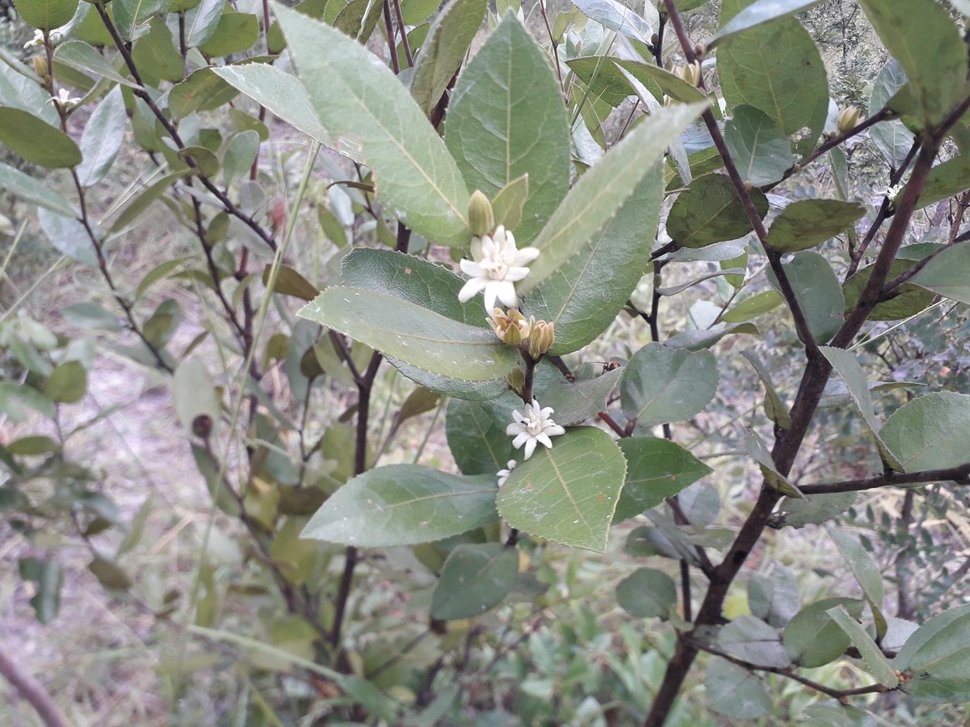 Paropsia brazzeana Paropsia brazzeana