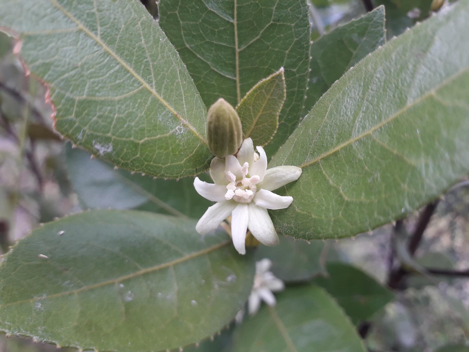 Paropsia brazzeana