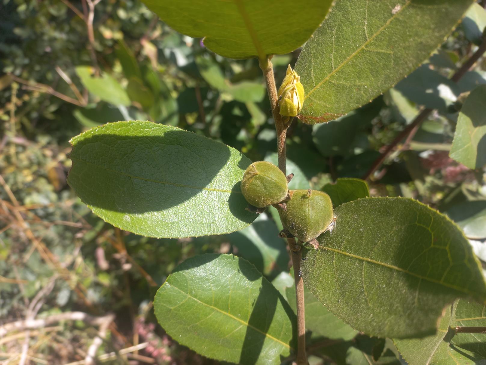 Paropsia brazzeana Paropsia brazzeana