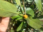 Paropsia brazzeana