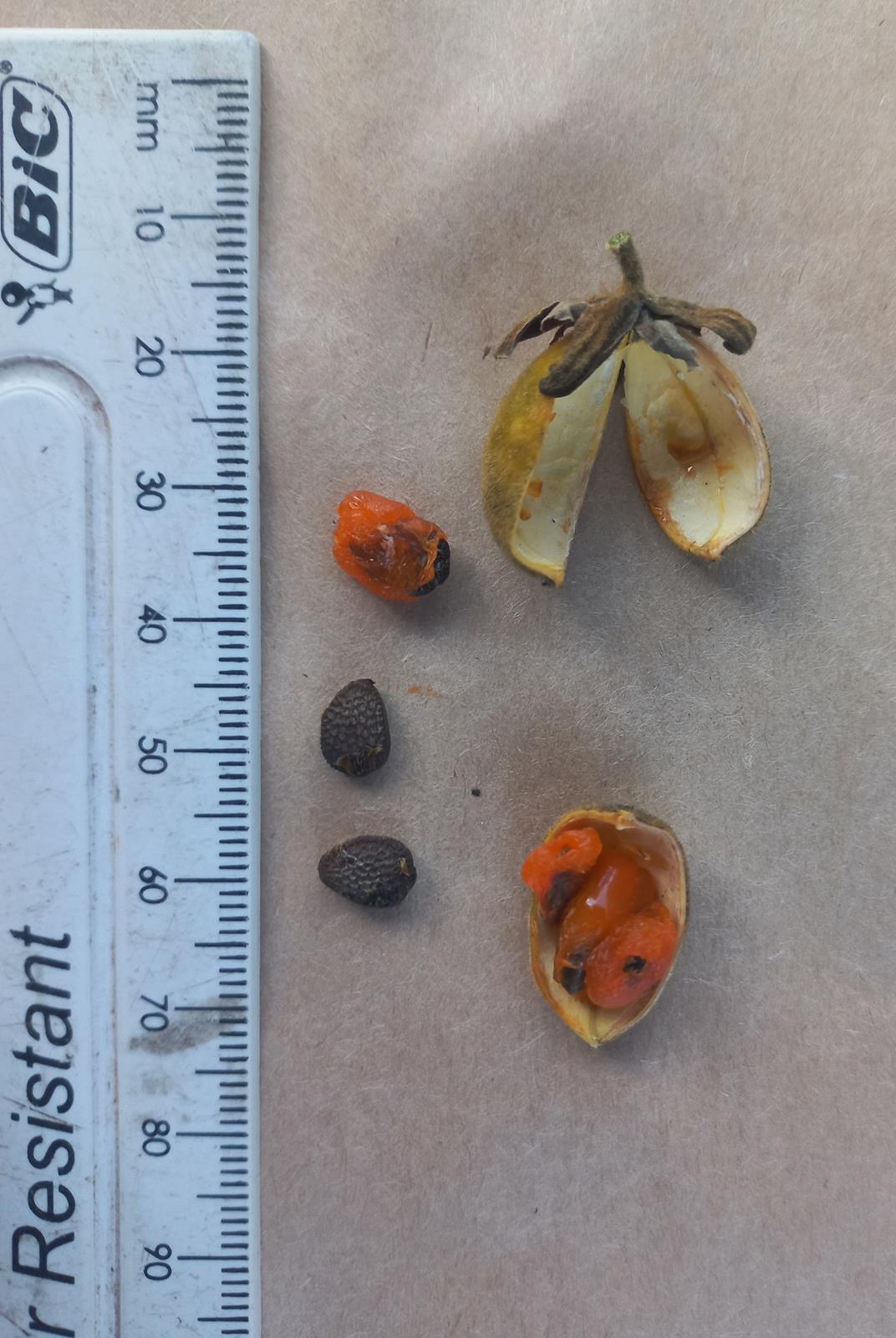 Paropsia brazzeana Paropsia brazzeana