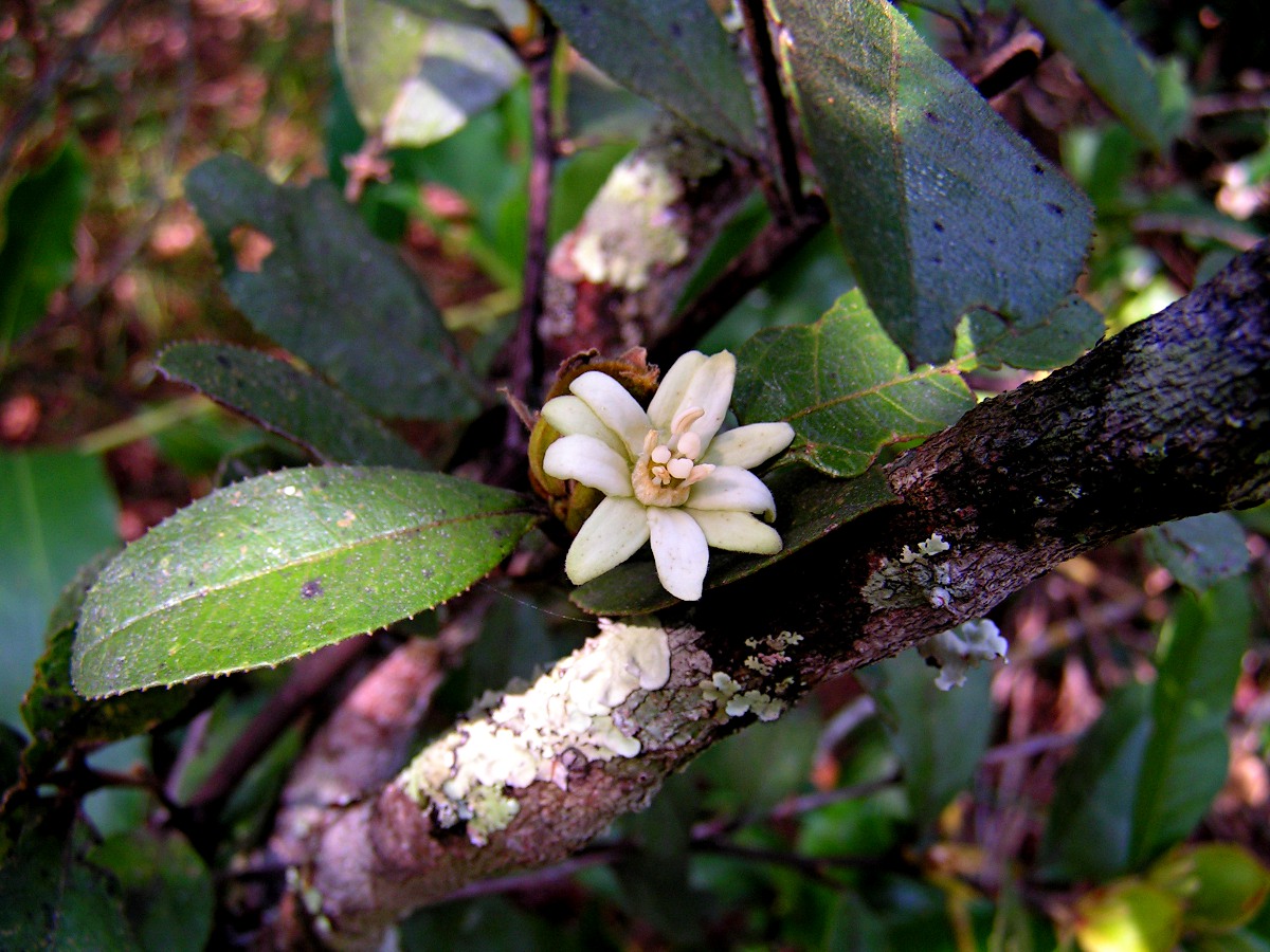 Paropsia brazzeana Paropsia brazzeana
