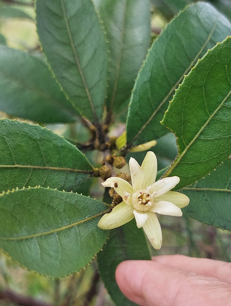 Paropsia brazzeana