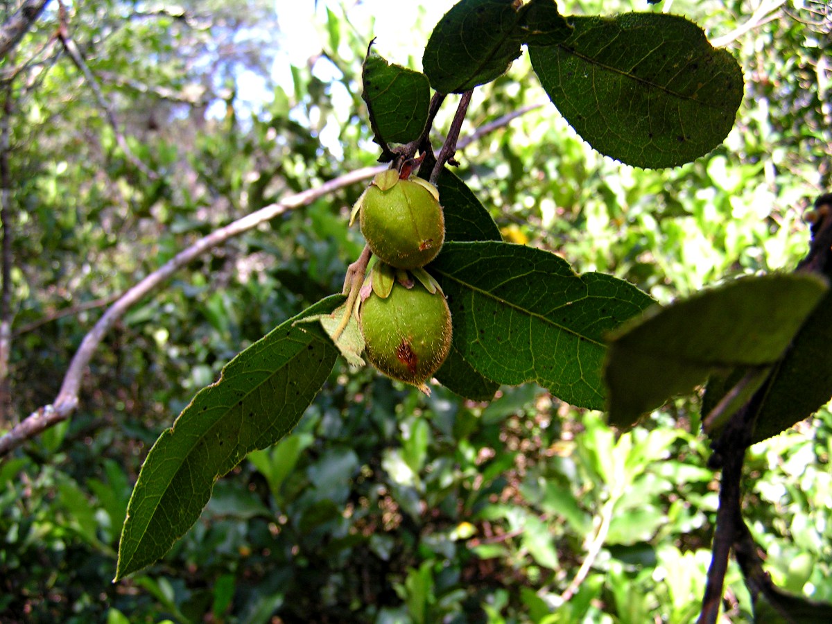 Paropsia brazzeana Paropsia brazzeana