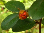 Paropsia brazzeana