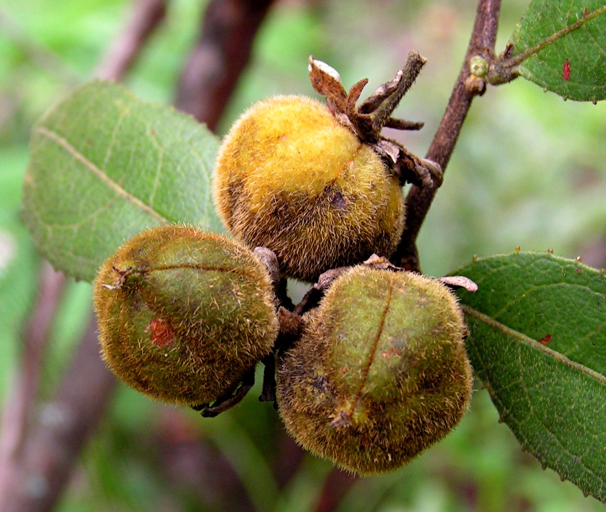 Paropsia brazzeana Paropsia brazzeana