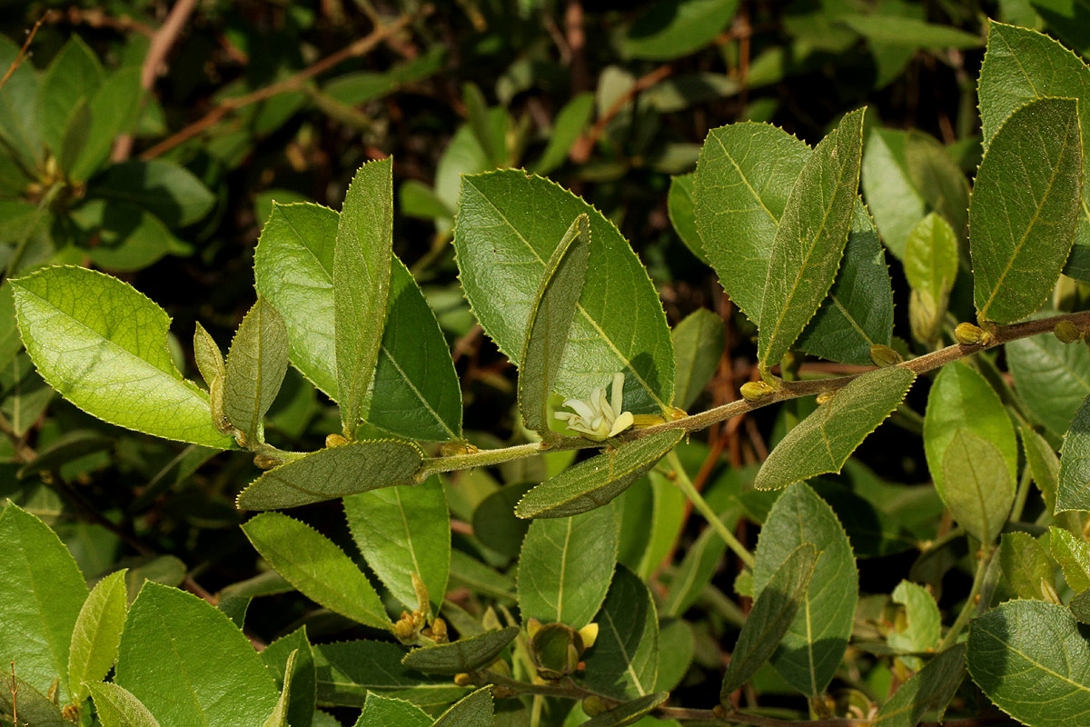 Paropsia brazzeana Paropsia brazzeana