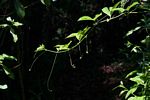 Passiflora edulis