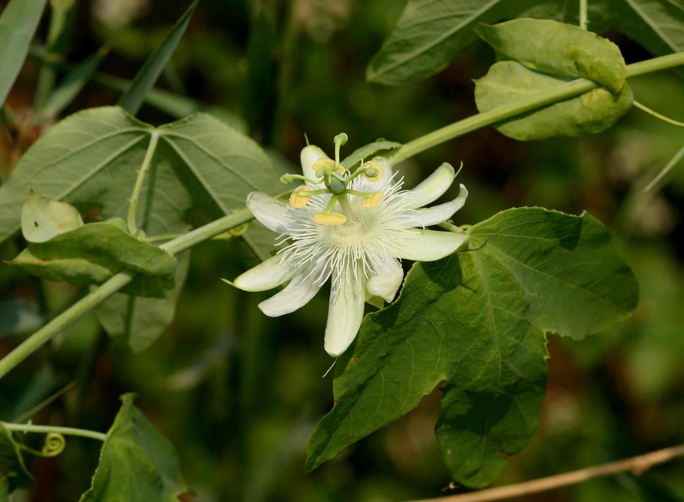 Passiflora subpeltata Passiflora subpeltata