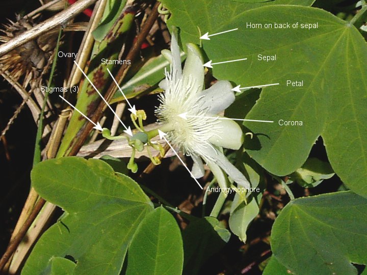 Passiflora subpeltata Passiflora subpeltata