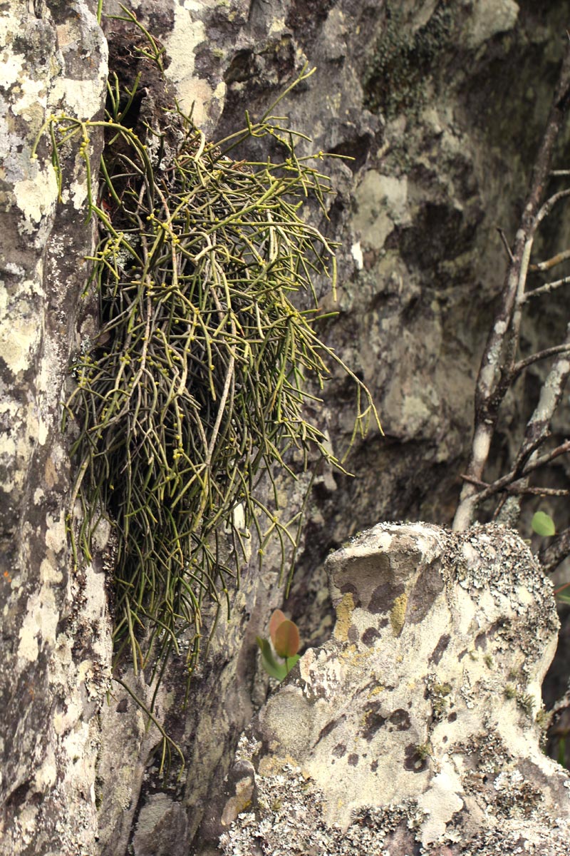 Rhipsalis baccifera Rhipsalis baccifera