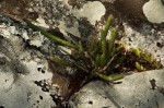Rhipsalis baccifera