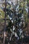 Opuntia ficus-indica