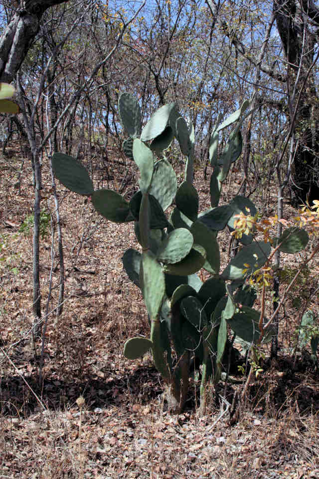 Opuntia ficus-indica Opuntia ficus-indica