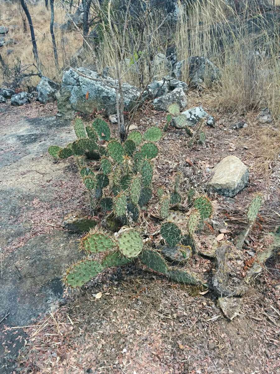 Opuntia ficus-indica Opuntia ficus-indica