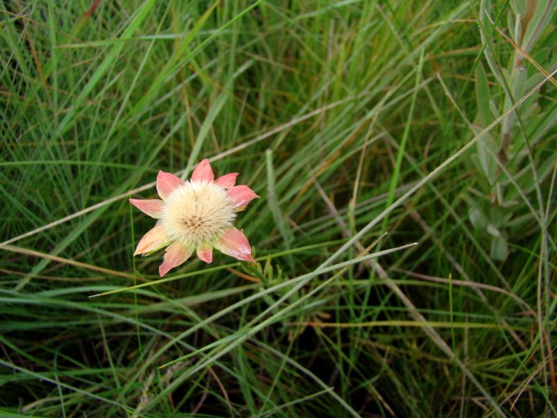 Gnidia chrysantha Gnidia chrysantha