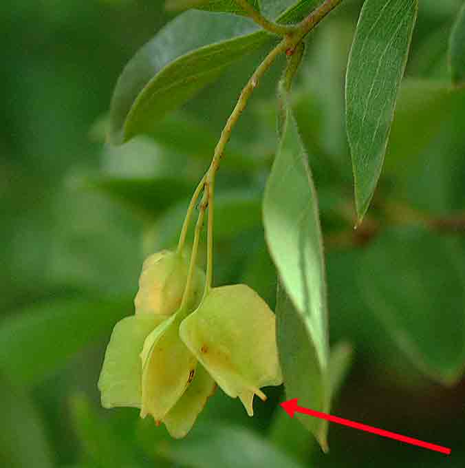 Pteleopsis anisoptera Pteleopsis anisoptera