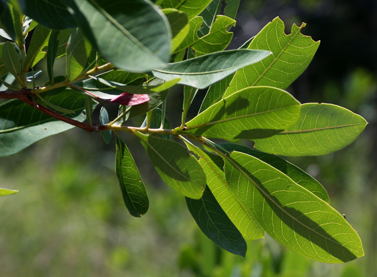 Terminalia brachystemma subsp. brachystemma Terminalia brachystemma subsp. brachystemma