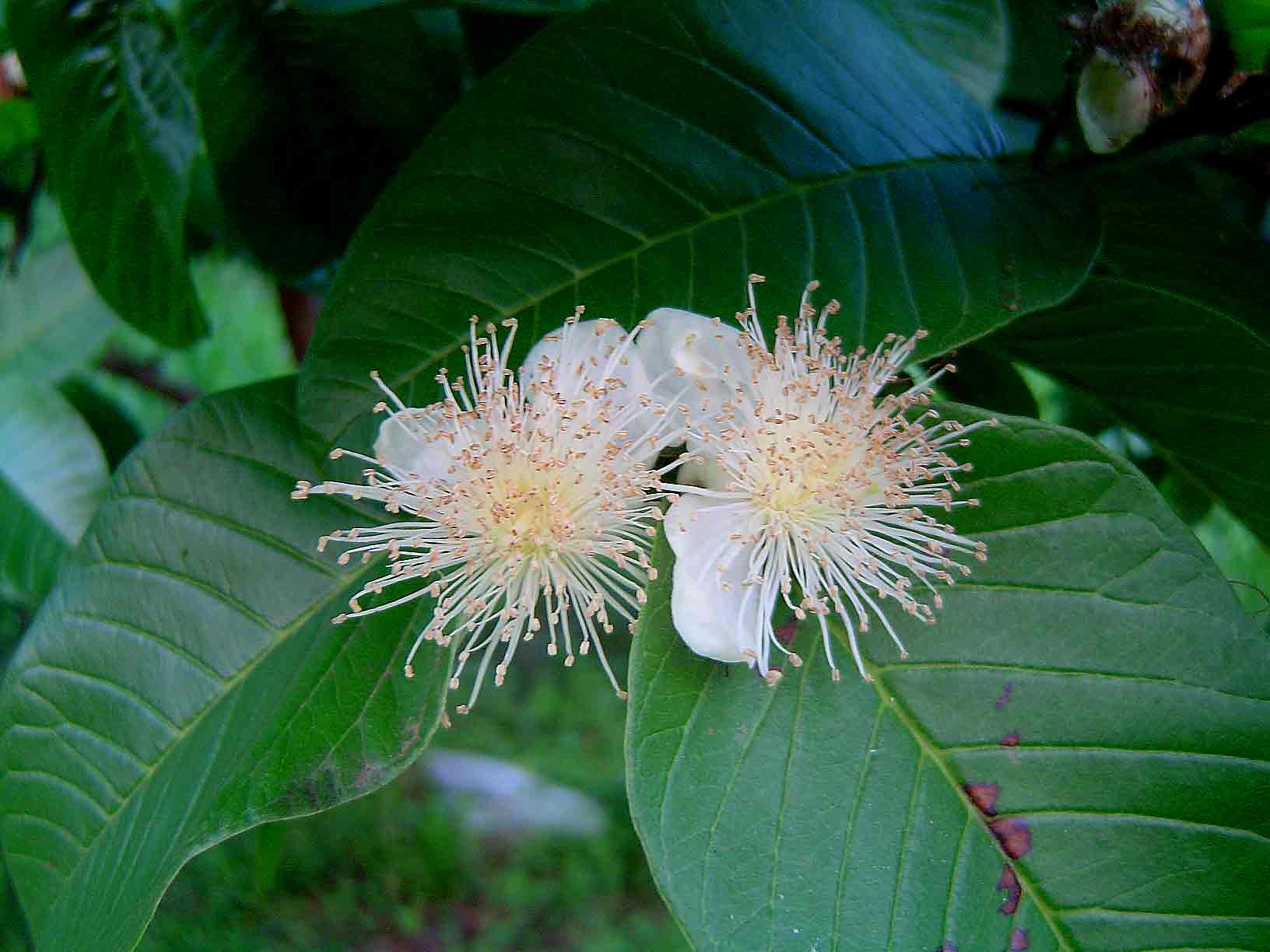 Psidium guajava Psidium guajava