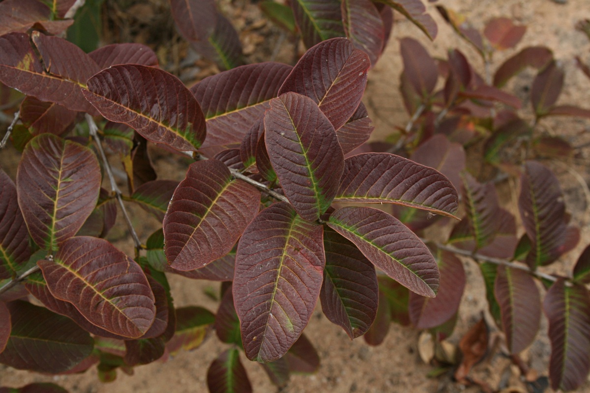 Psidium guajava Psidium guajava