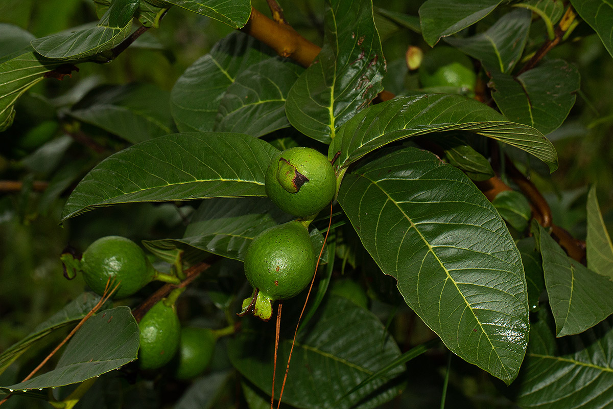 Psidium guajava Psidium guajava