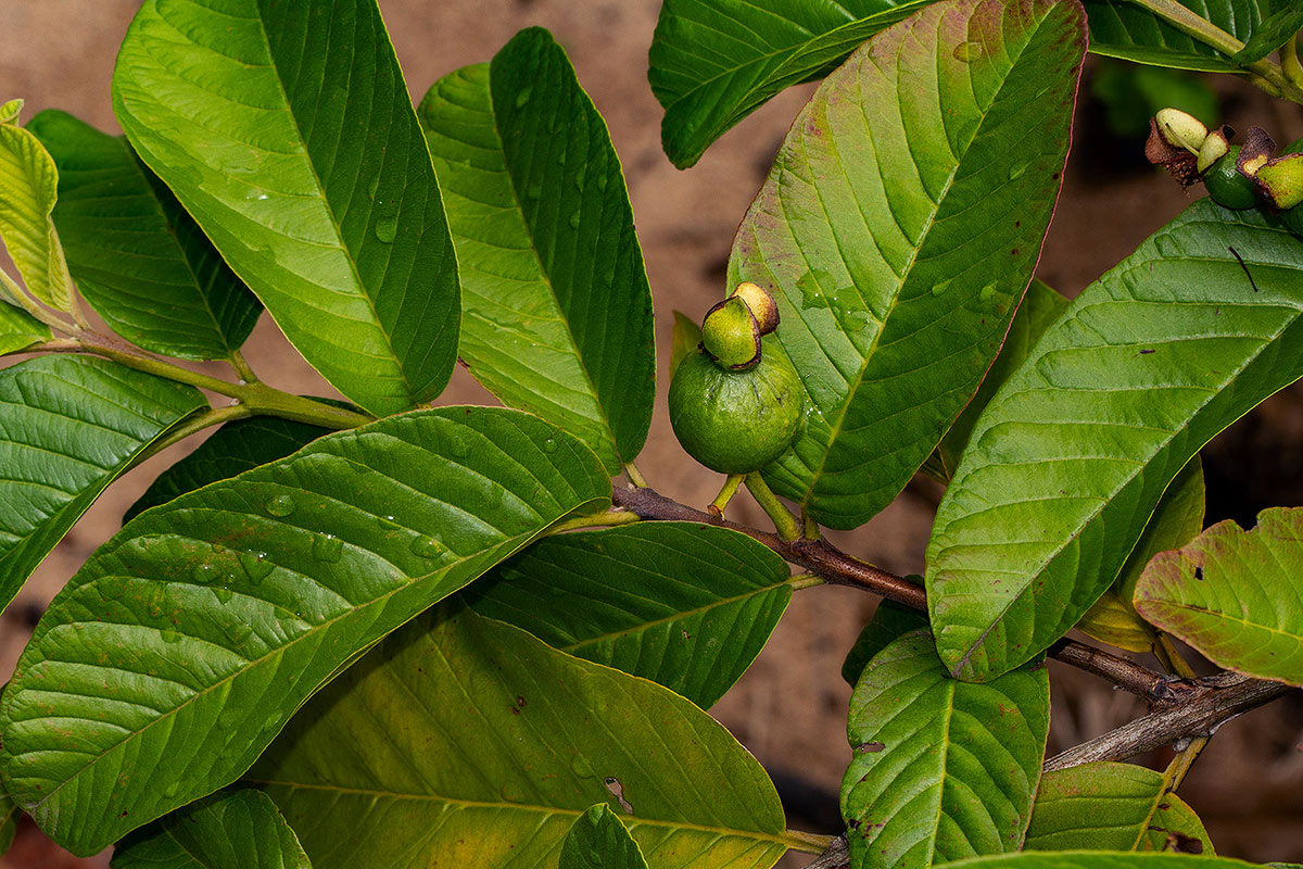 Psidium guajava Psidium guajava