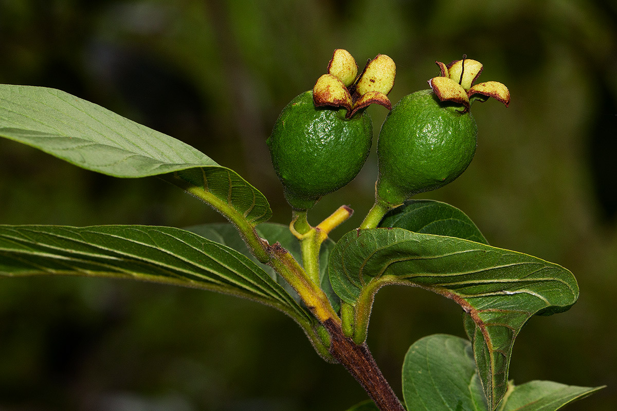 Psidium guajava Psidium guajava