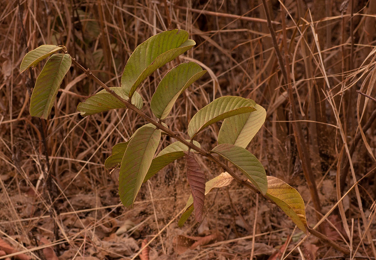 Psidium guajava Psidium guajava