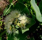 Syzygium cordatum subsp. cordatum